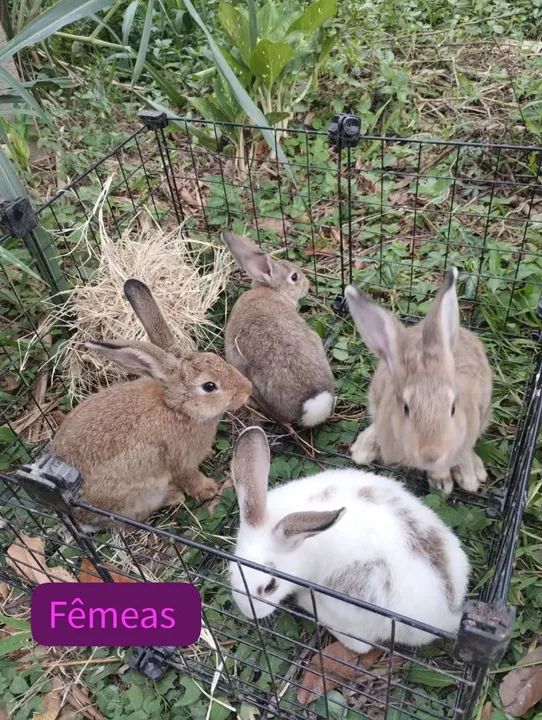 Coelhos com 5 meses - Foto 5