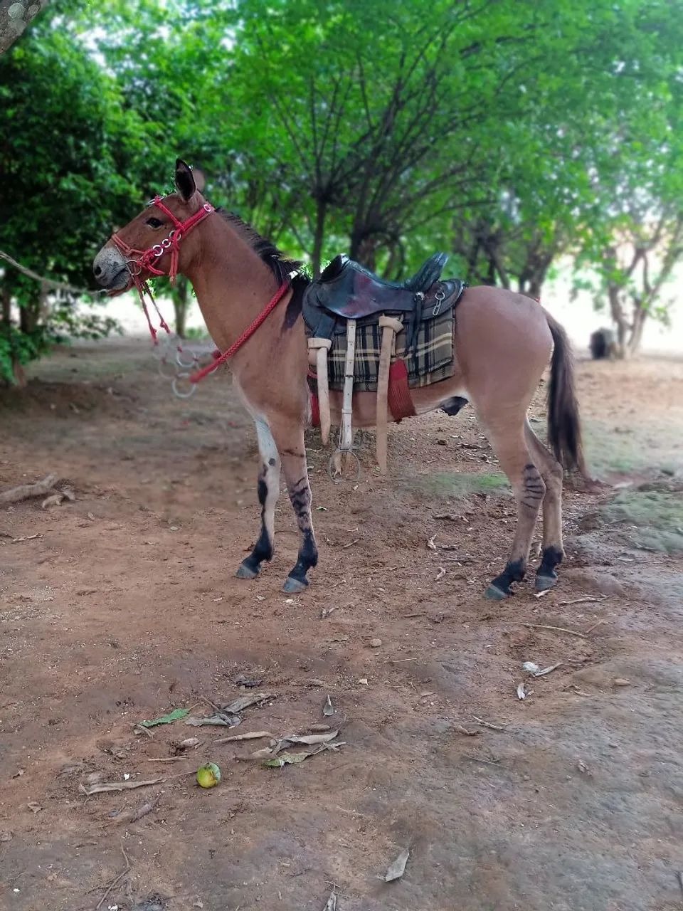 Mini burro  - Foto 4