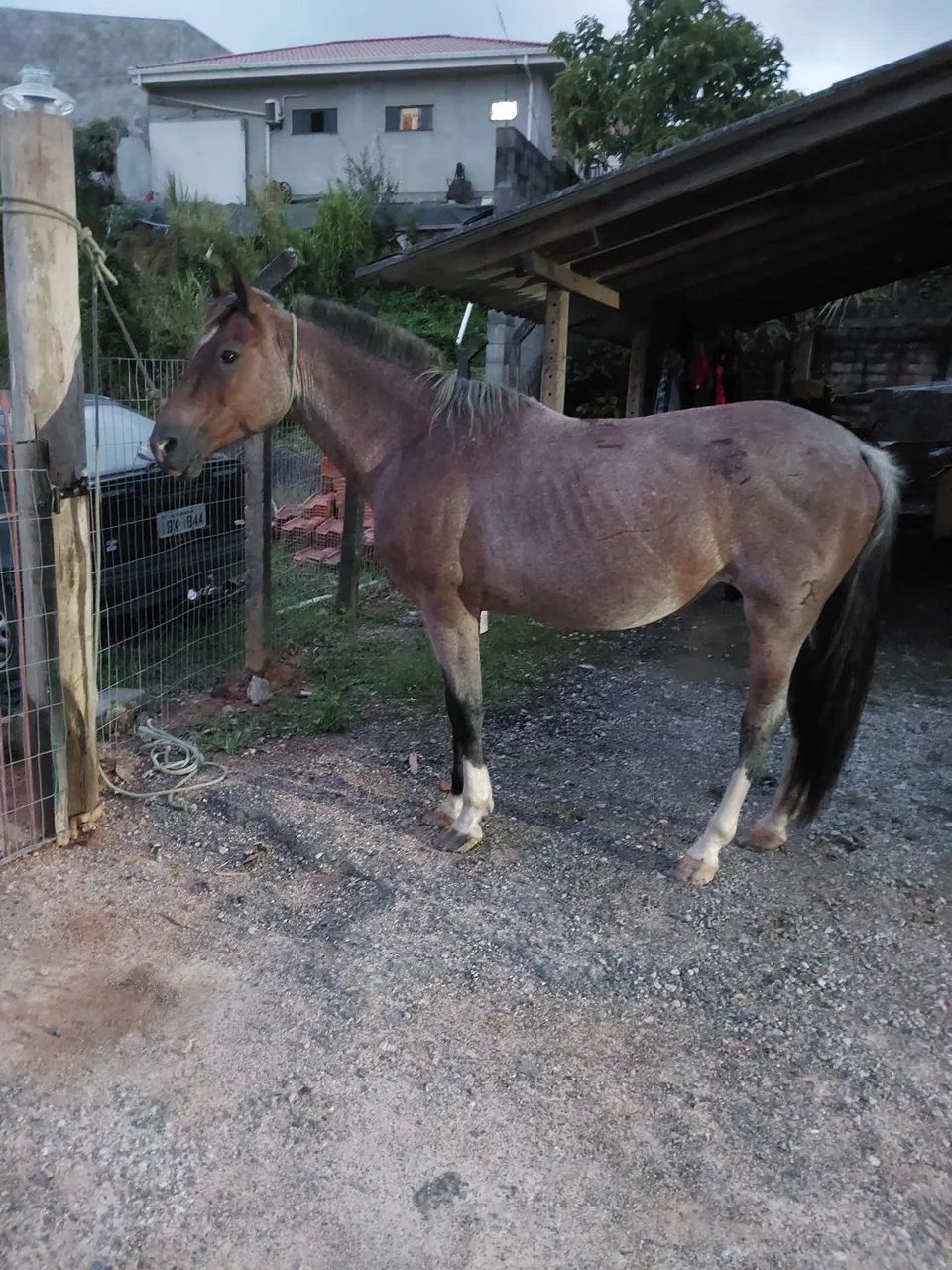 Cavalo crioulo  - Foto 2