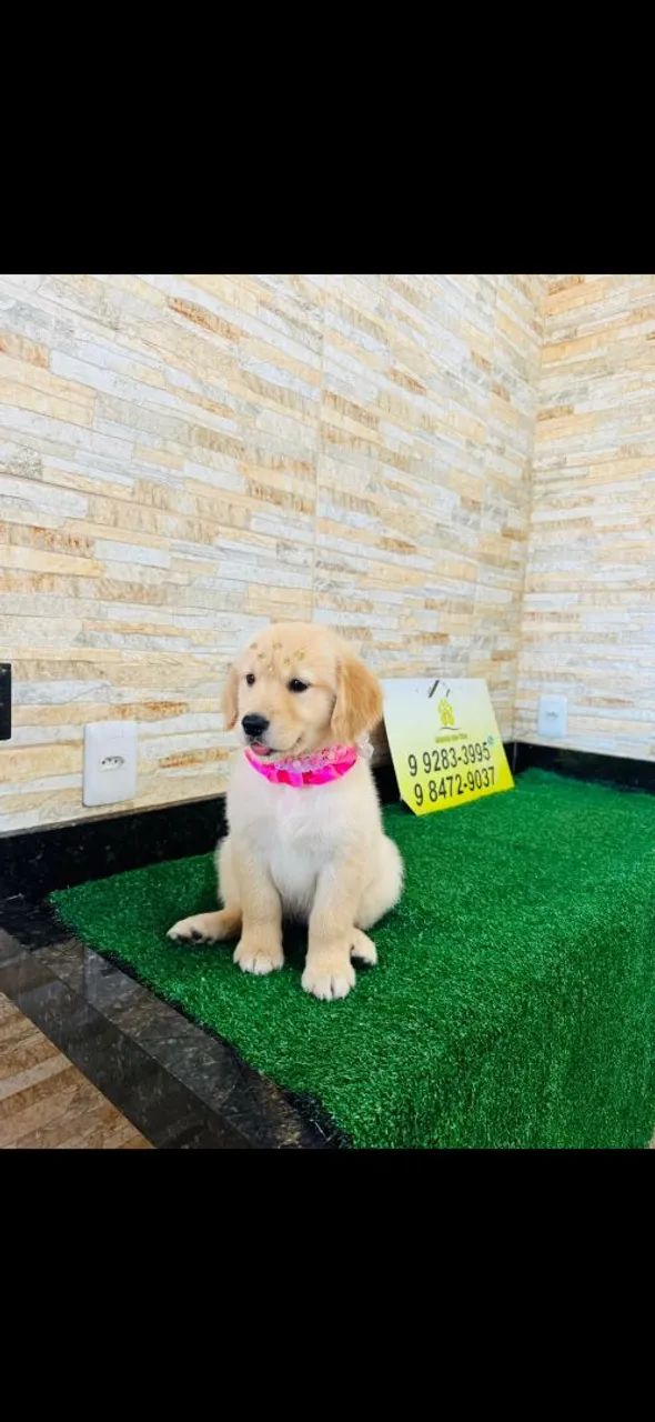 Filhote Golden Retriever -Puricimmo com Garantia  no contrato  - Foto 5