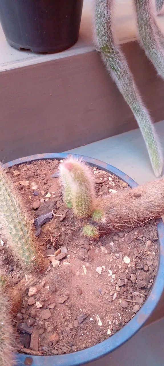 Cactos Rabo de Macaco - Charmosos e Exóticos - Foto 2