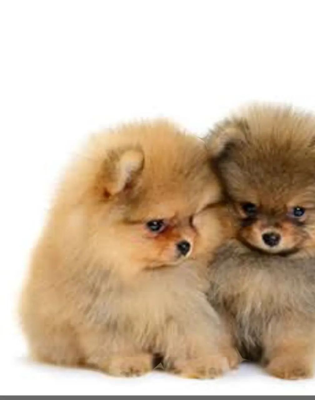 Spitz alemão anão  - Foto 2