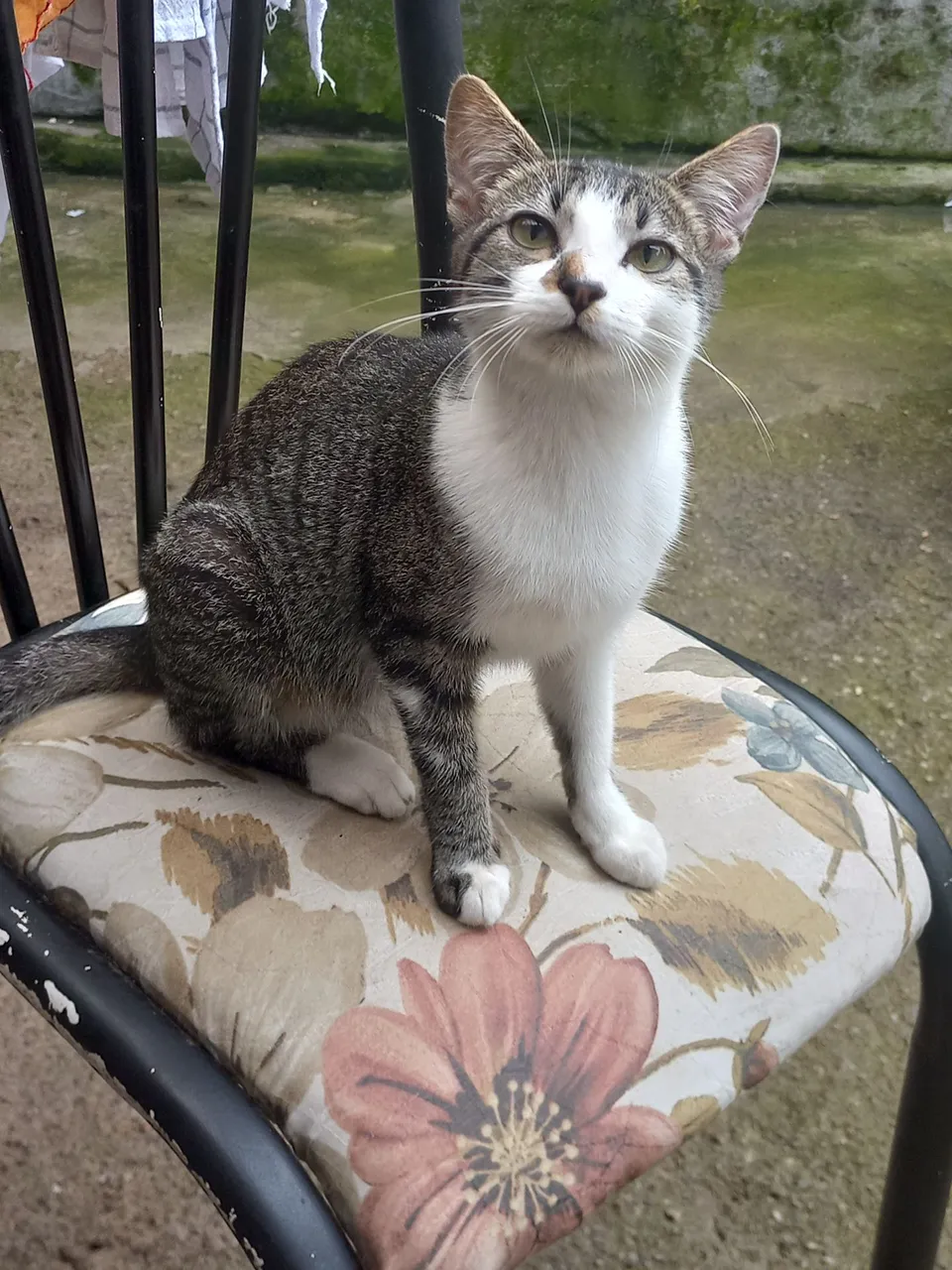 Gatinha Doação