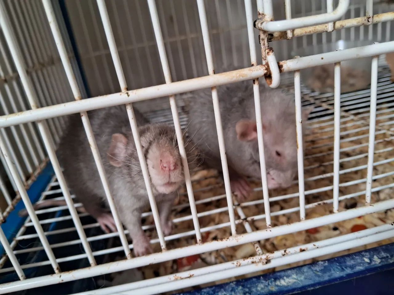 Selling Twister mice