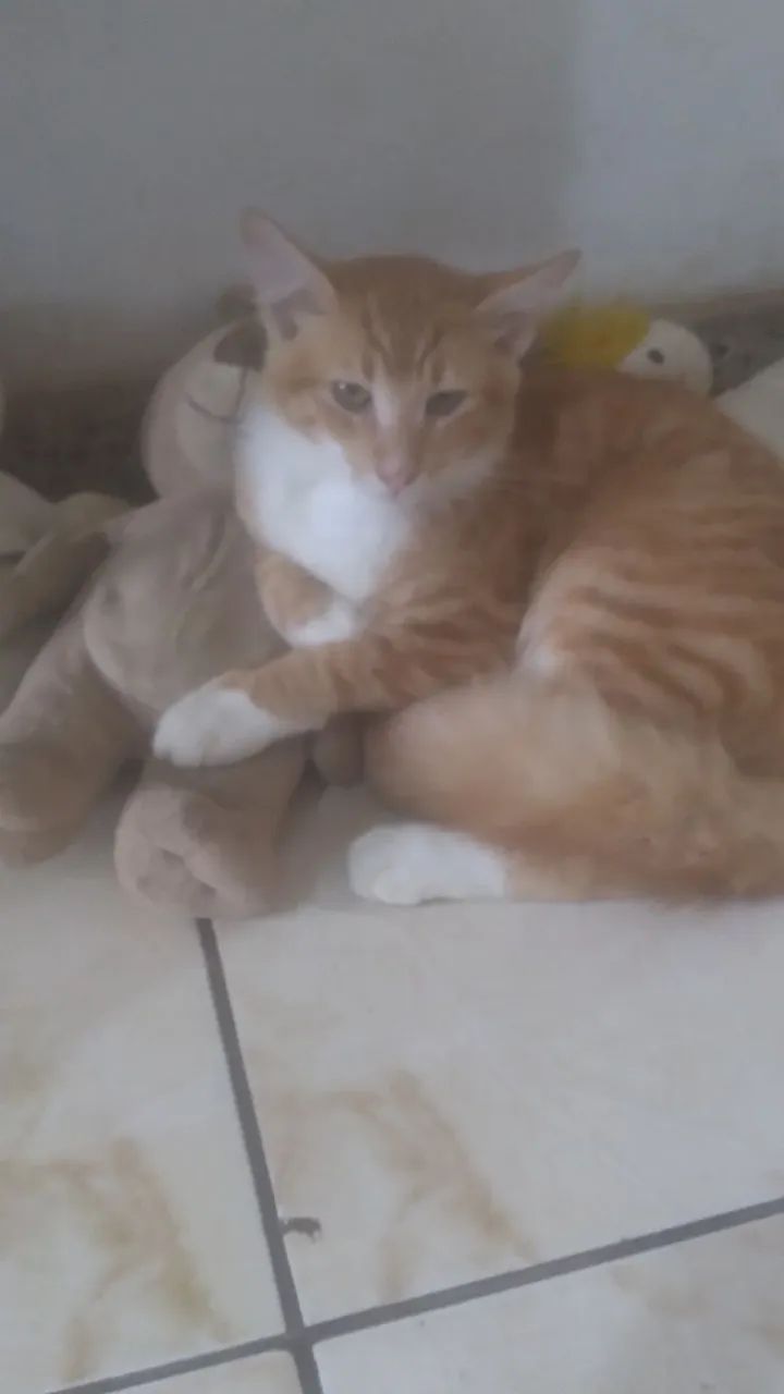 Gatinho fofo para adoção - Foto 5