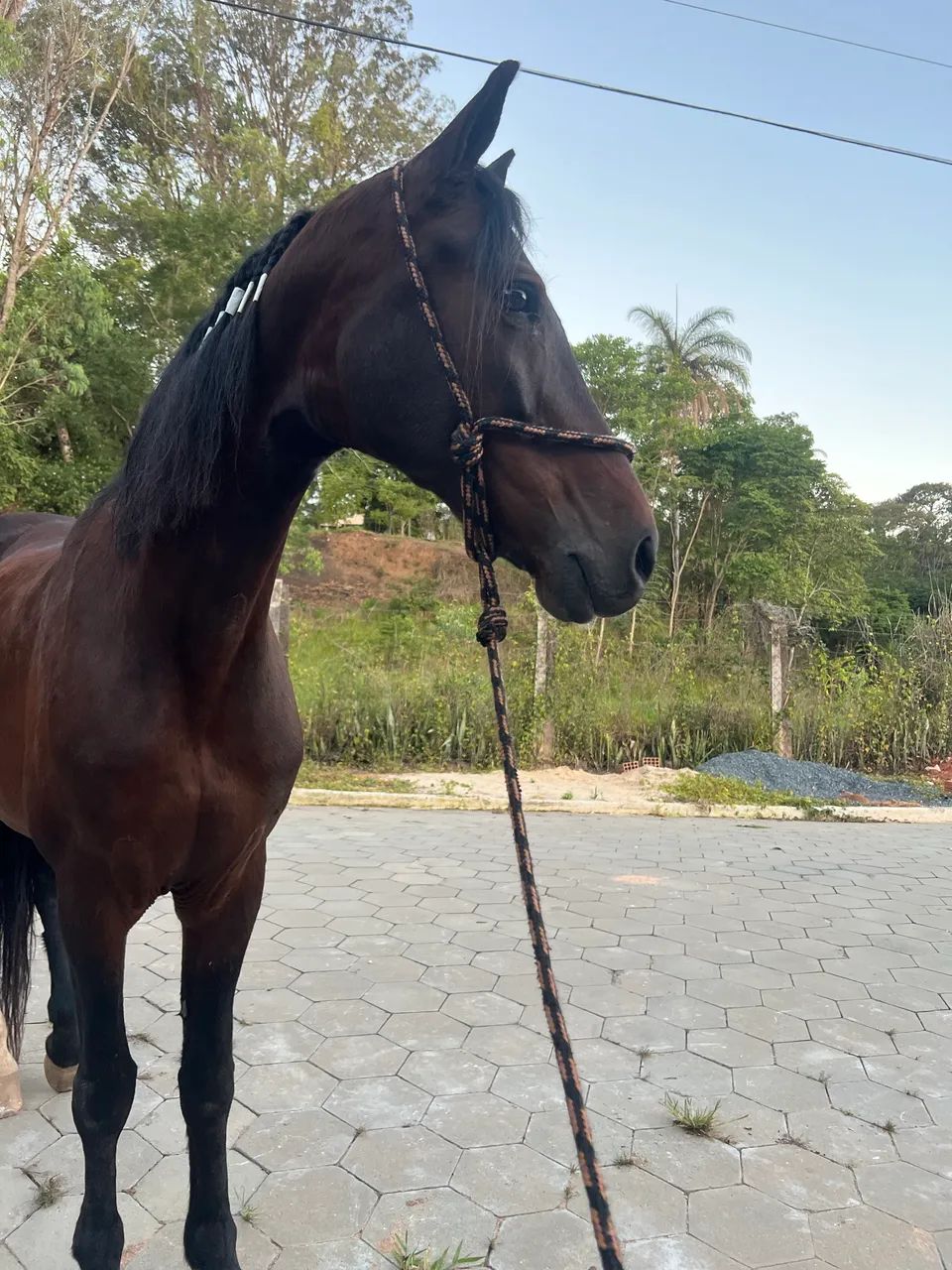 Cavalo registrado, mangalarga marchador