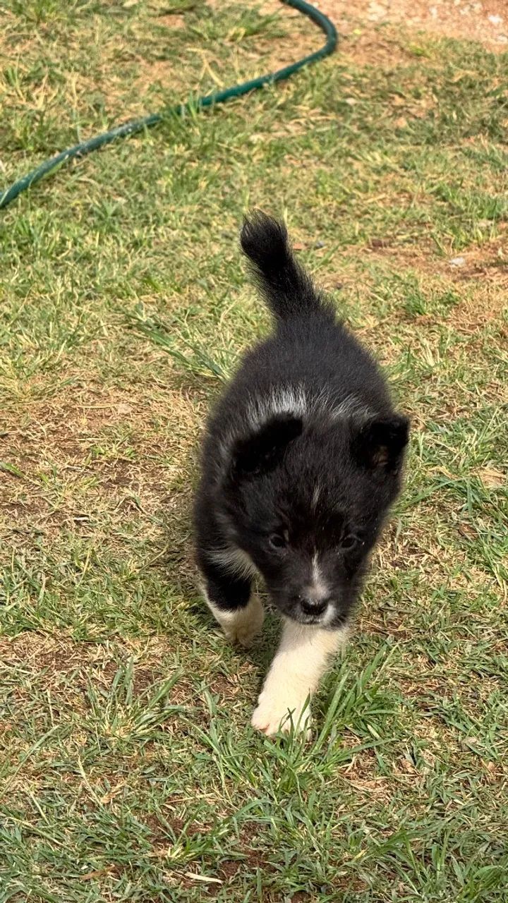 Border collie  - Foto 5