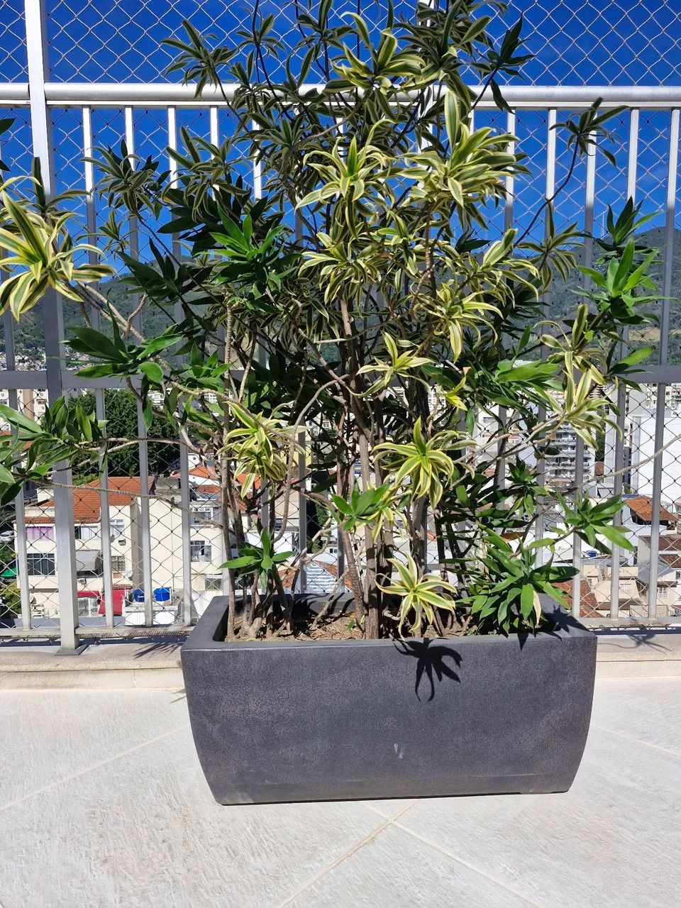 Planta exuberante em vaso moderno