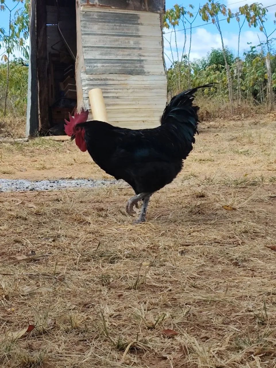 Gigante Negro de Jersey  - Foto 3
