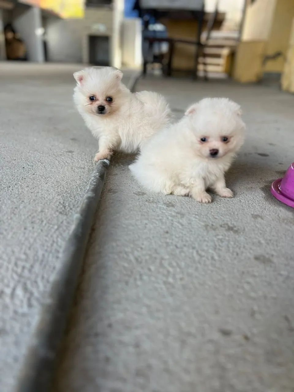 Filhotes de lulu da pomerania anão  - Foto 2