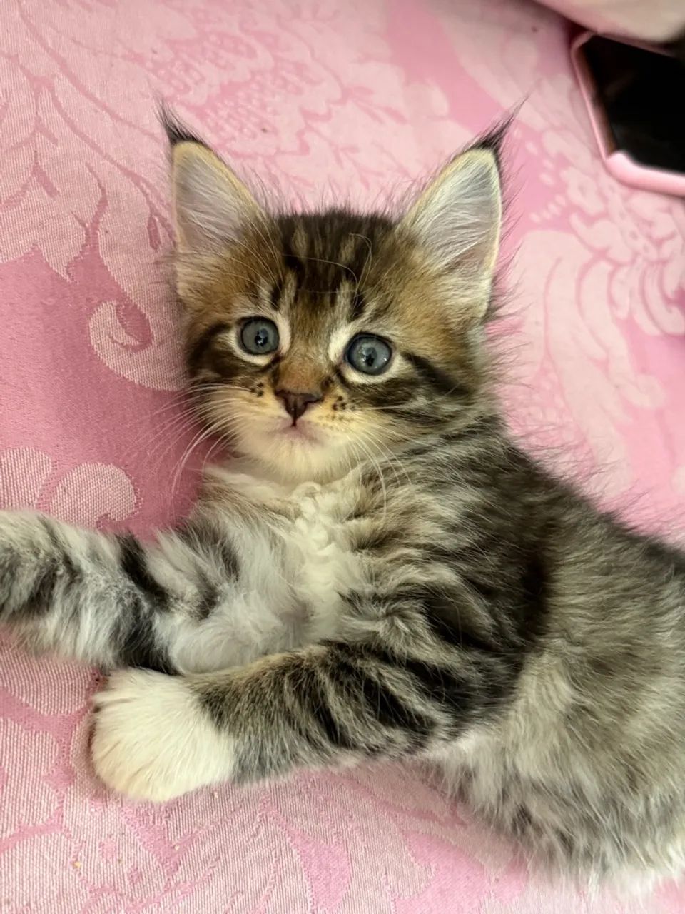 Filhote Maine Coon - Foto 5