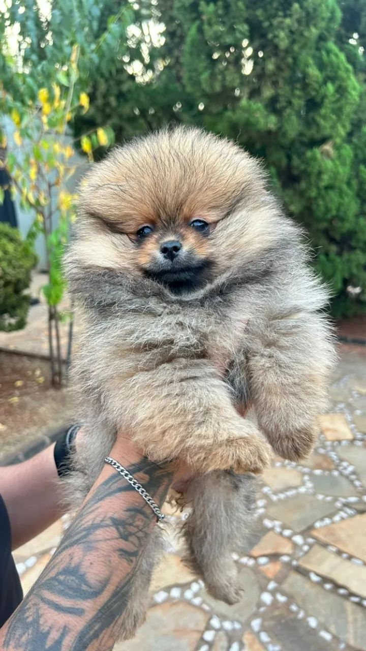 Filhotes de Lulu da Pomerânia com pedigree - Lindos e saudáveis