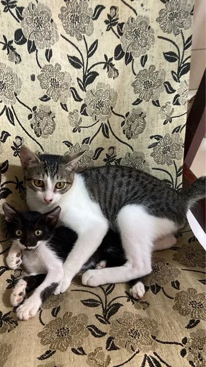 GATINHO FILHOTE PARA DOAÇÃO  - Foto 6