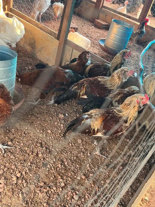 Galo Ameraucana raça pura