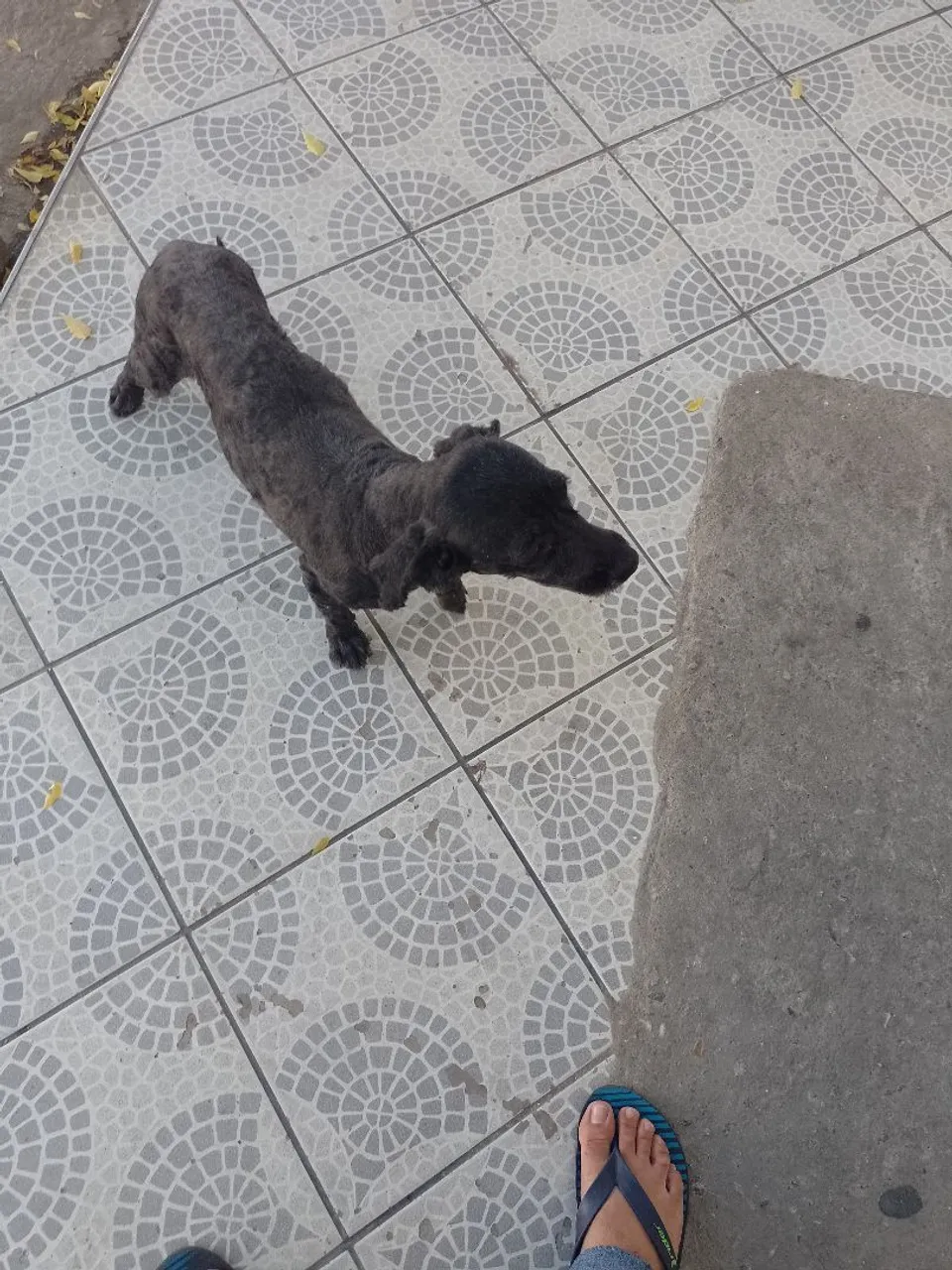 Cachorro Poodle pra Vender