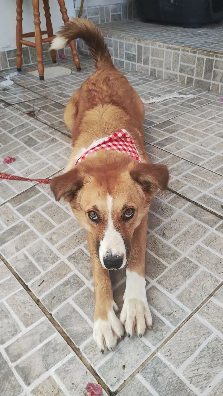 Cachorro SRD adoção 