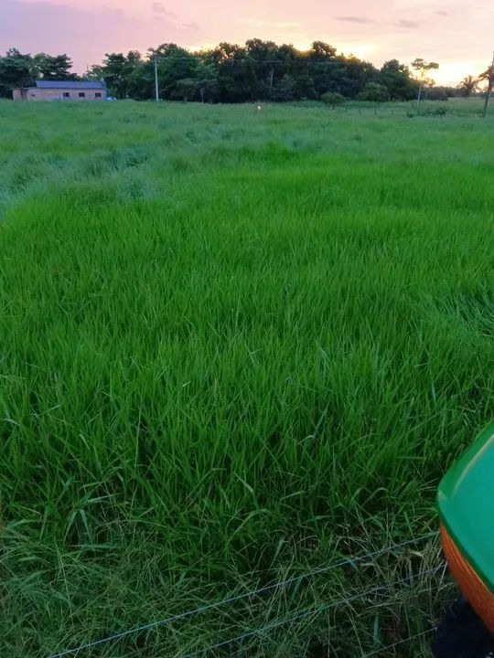 Fazenda a venda  - Foto 5