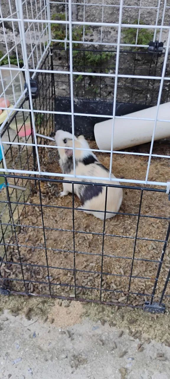 Vendo porquinho da Índia  - Foto 4