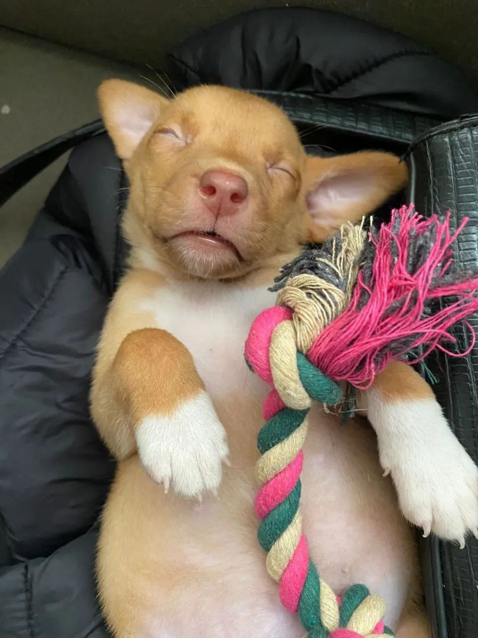 Cachorrinha caramela filhote para doação - Foto 2