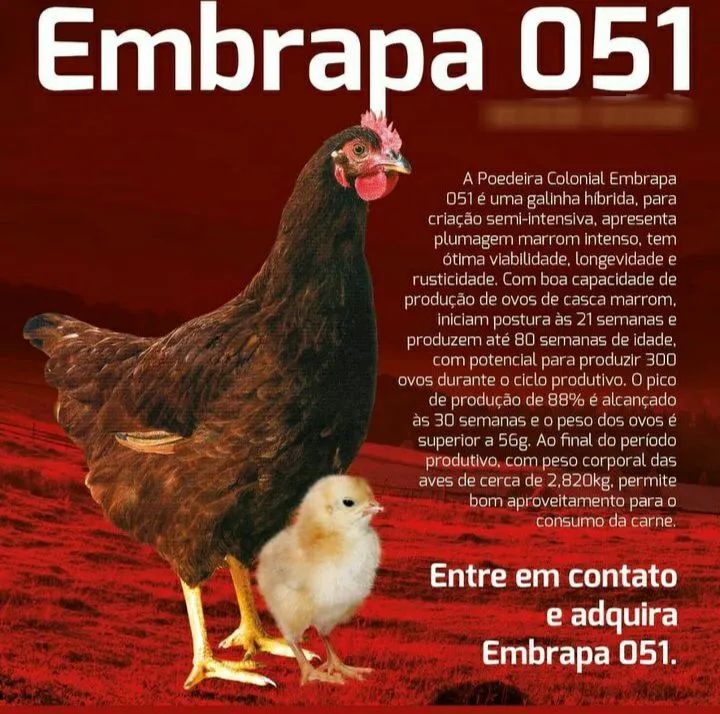 Frangas Poedeiras Embrapa 051 -Alta Produtividade