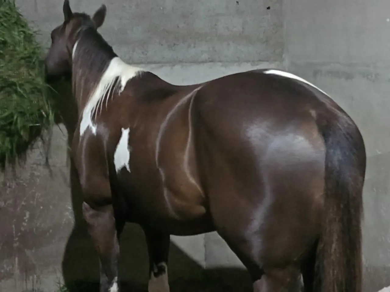 Cavalo Paint Horse com pelagem exuberante
