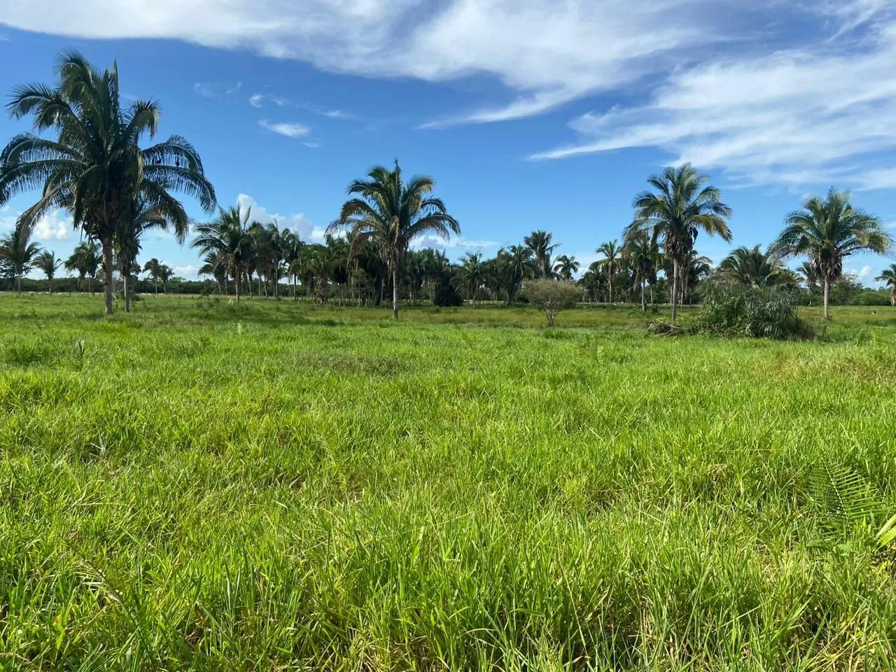Fazenda a venda  - Foto 2