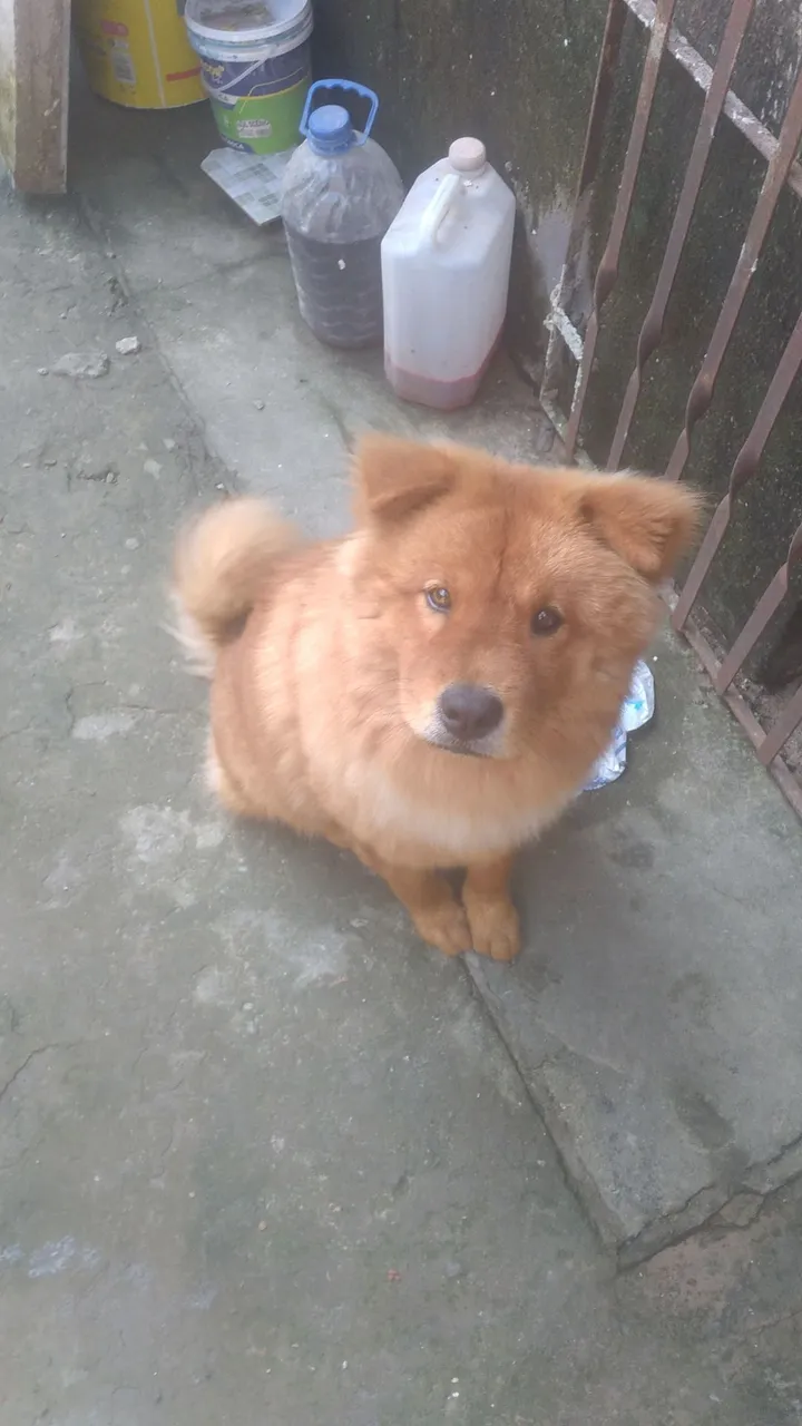Chow-Chow disponível pra venda 850 reais