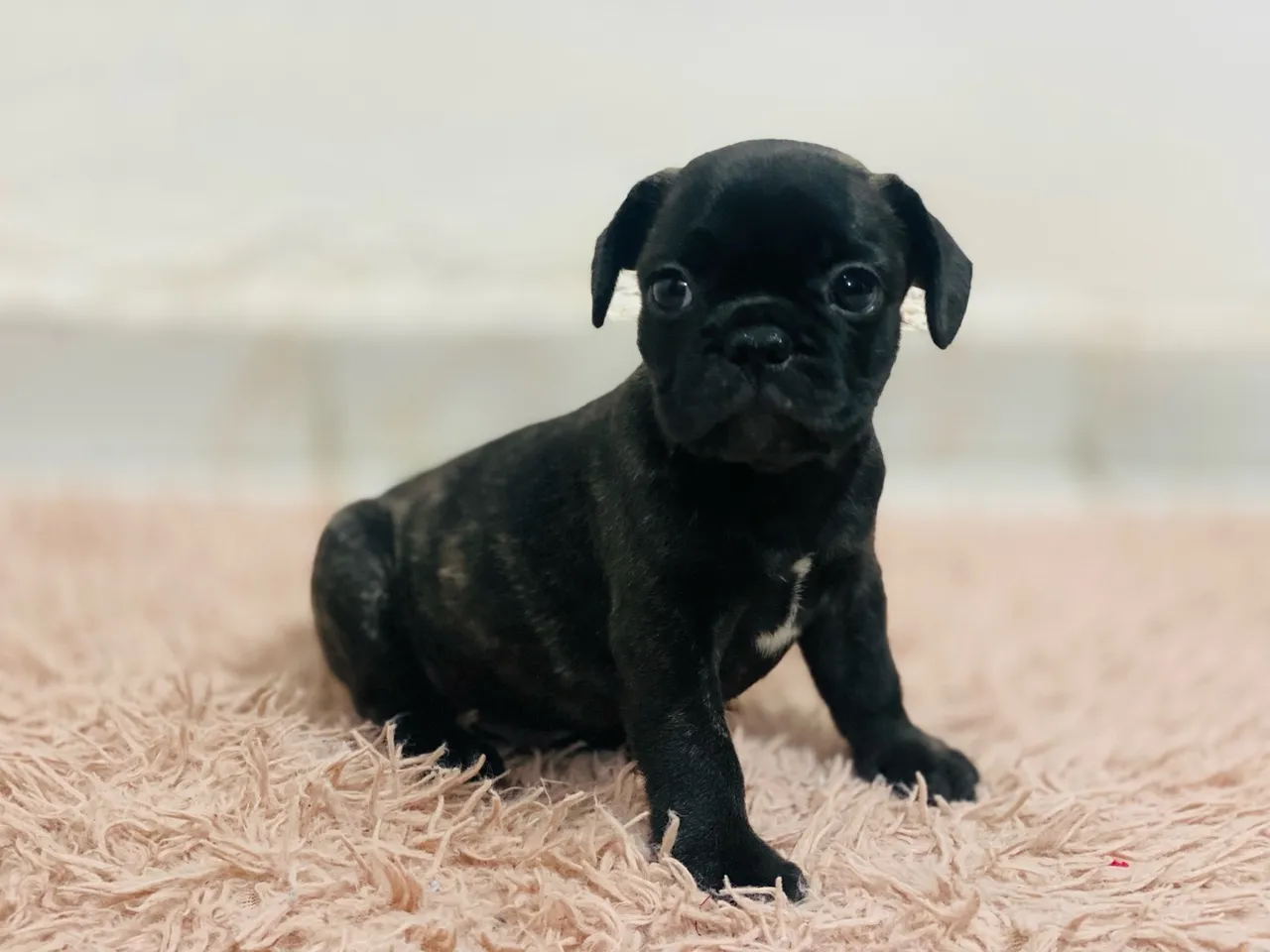 Filhote de Bulldog Francês - Pelúcia Negra e Encantadora