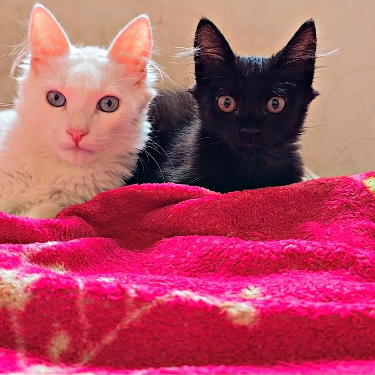 Gatinhos fofos para adoção
