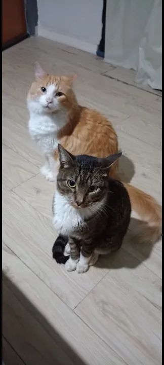 GATOS LINDOS E CARINHOSOS - Foto 3