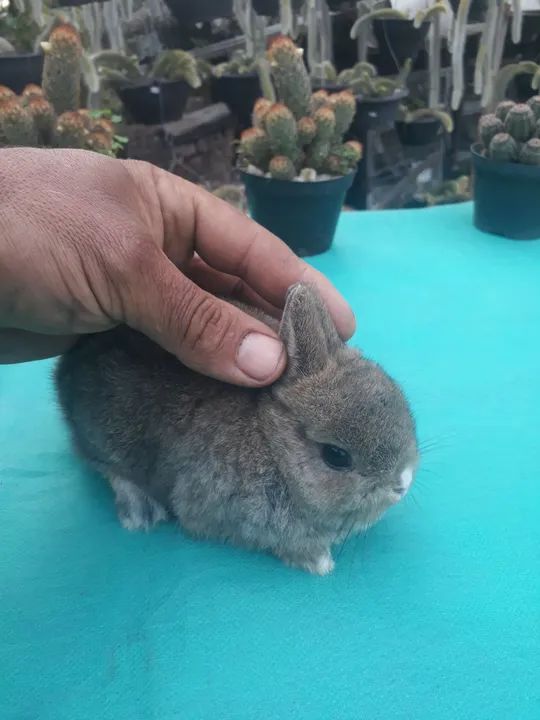 Coelho anão importado Agouti 