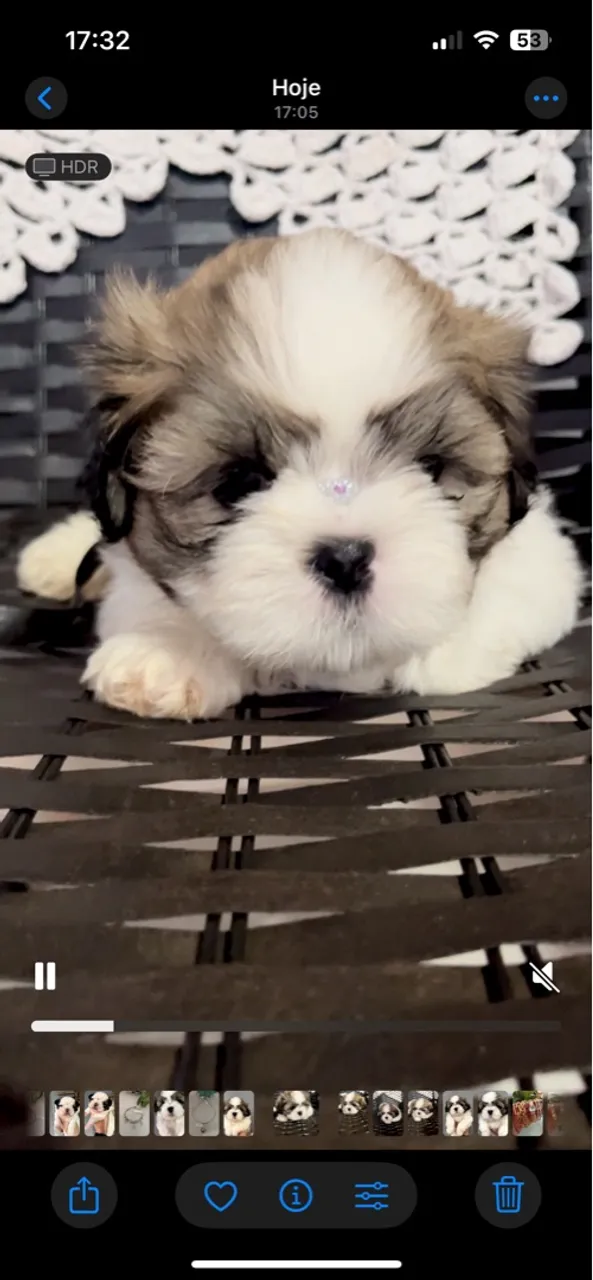 Shih Tzu