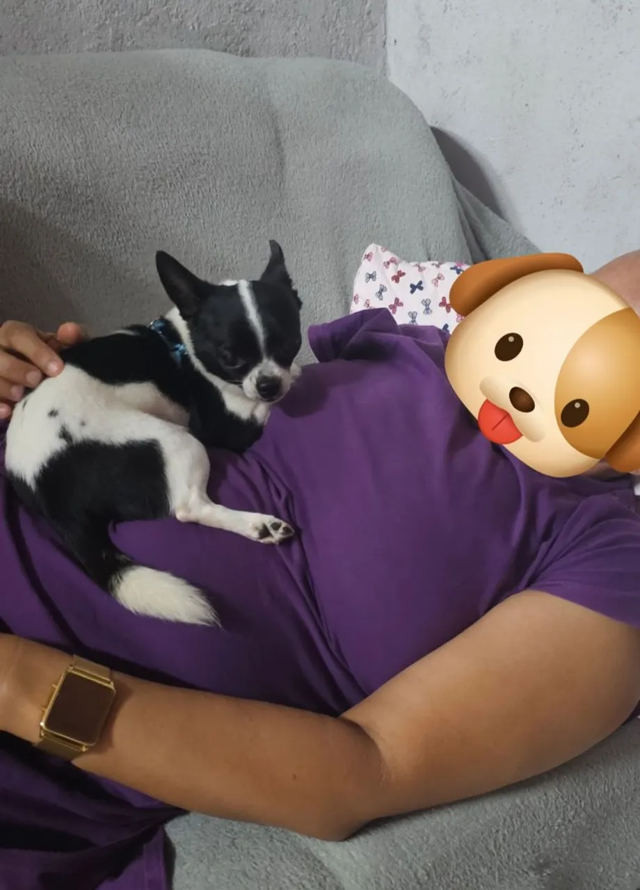? Disponível para Cruzamento - Chihuahua Macho de Pelo Curto ?