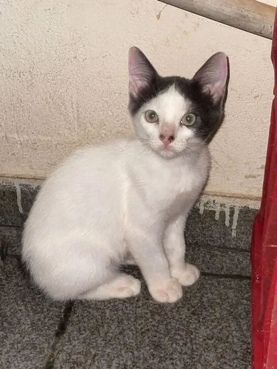 Gatinhos branco e preto, dócil e carinhoso