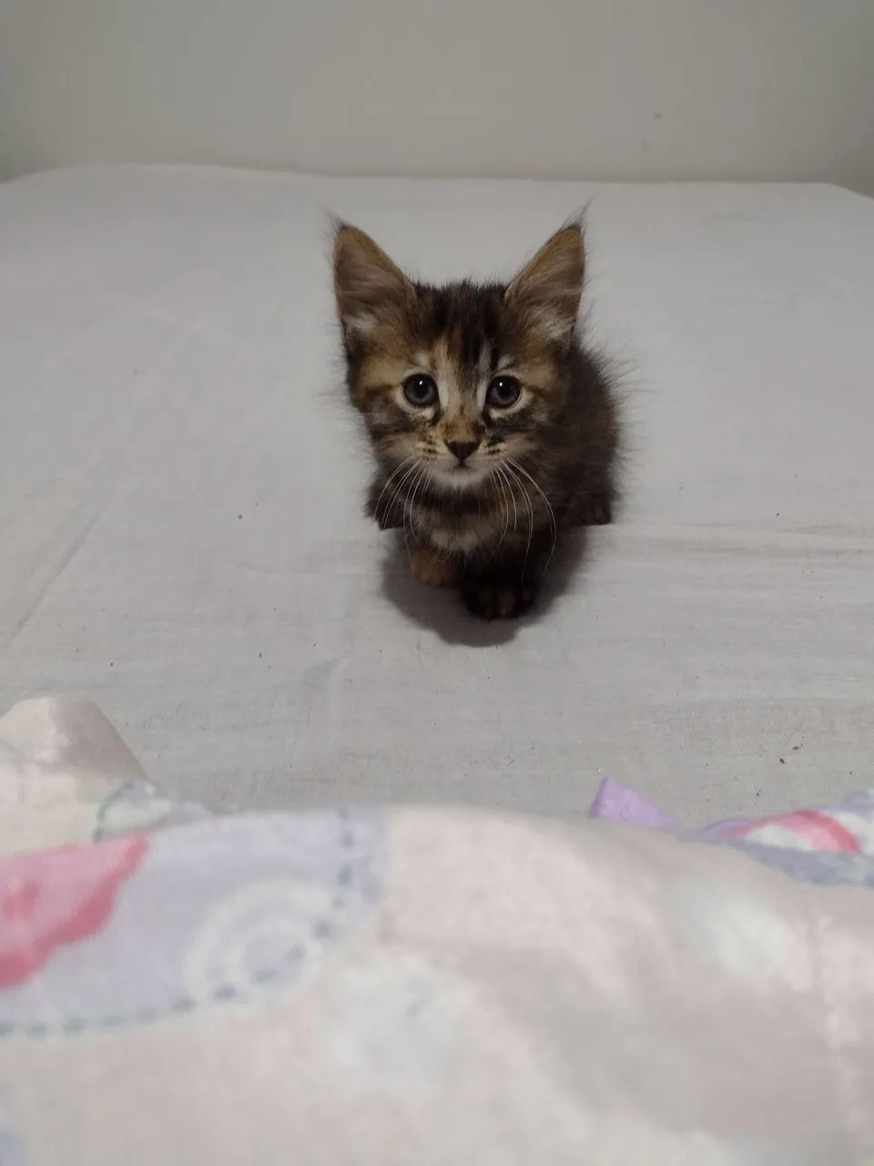 Gatinho fofo c,/entrega doação  - Foto 3