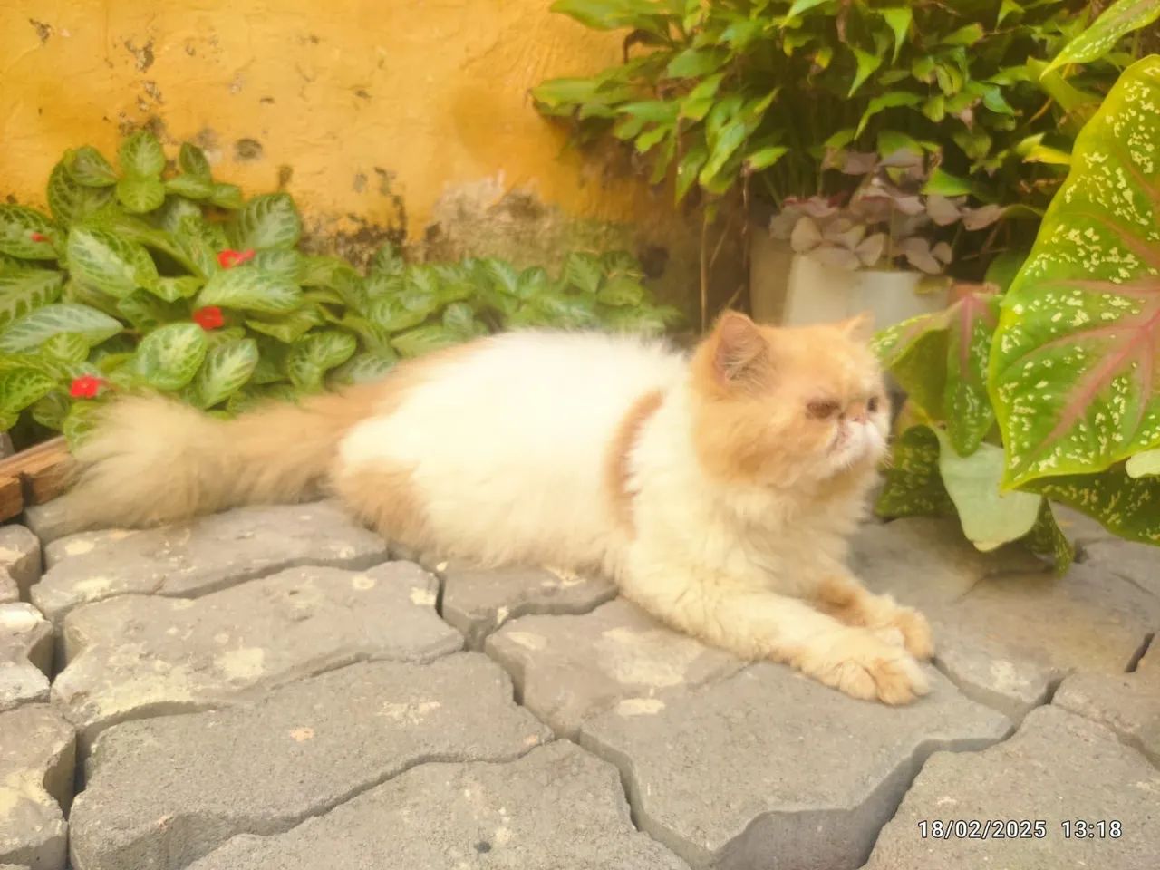 Gato Persa disponivel para cruzamento  - Foto 2