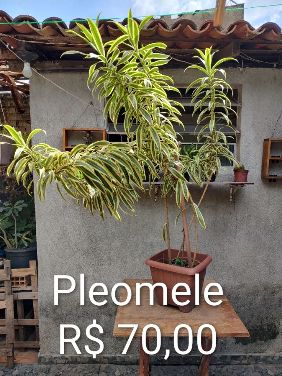 Plantas Diversas - Foto 4