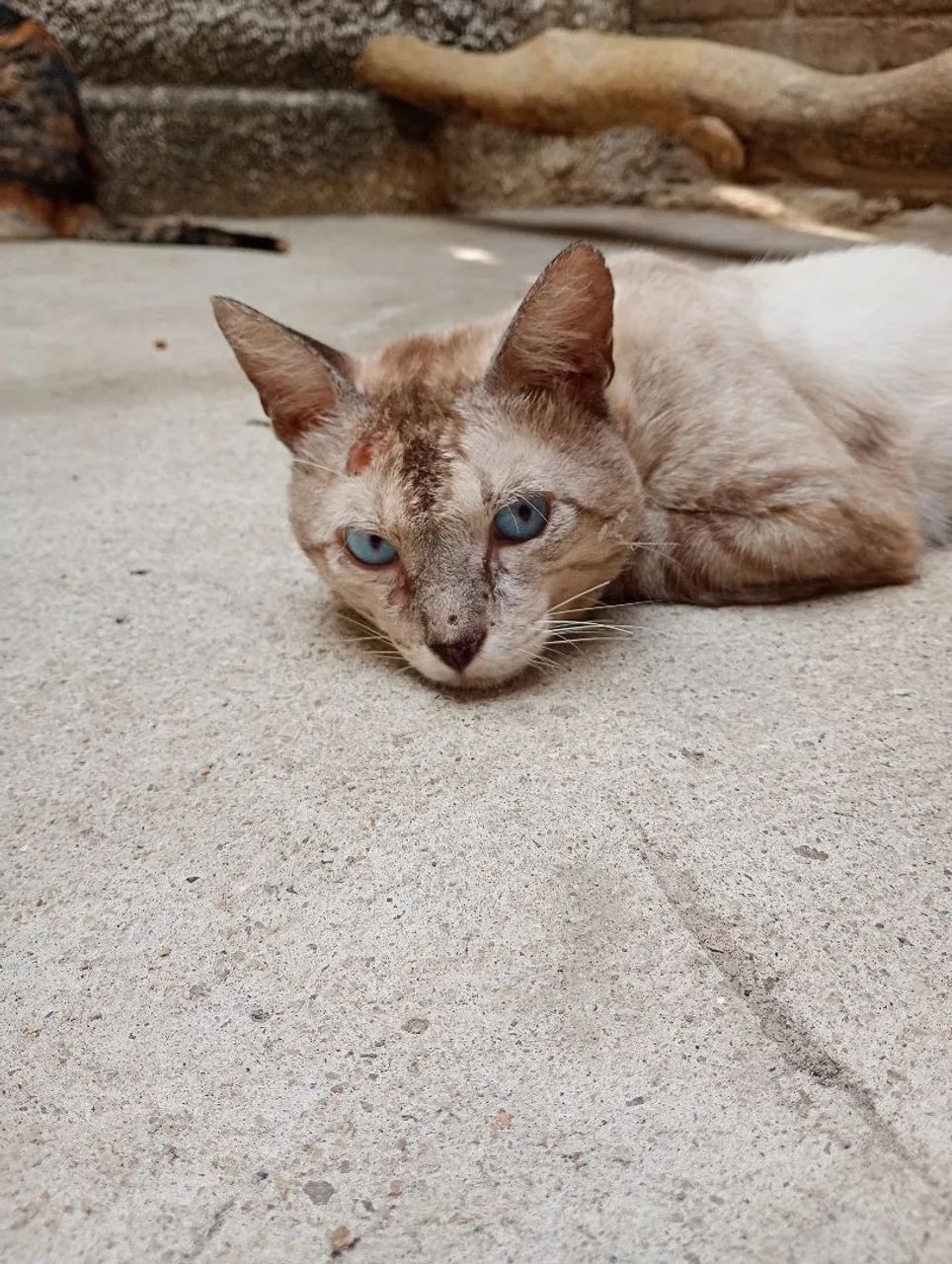 Gatinho para adoção 