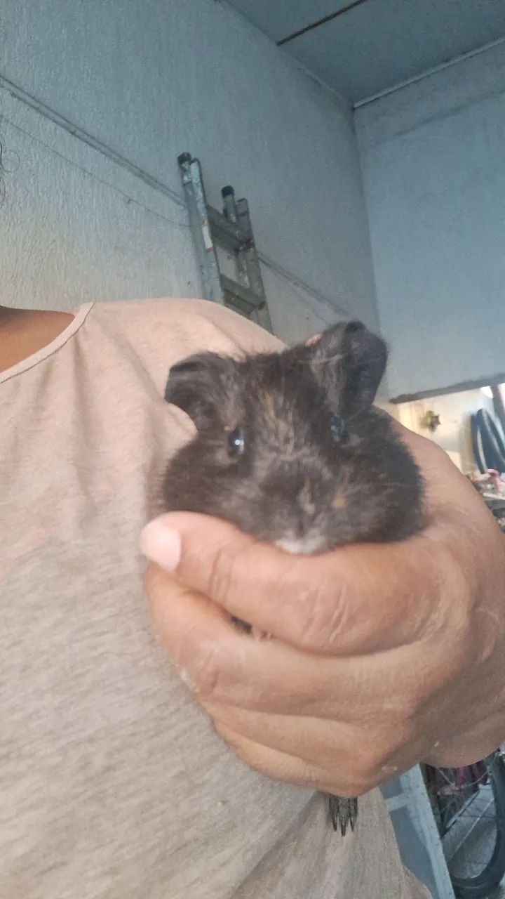 Vendo 2 pouquinho da Índia às 2 é fêmea   - Foto 6