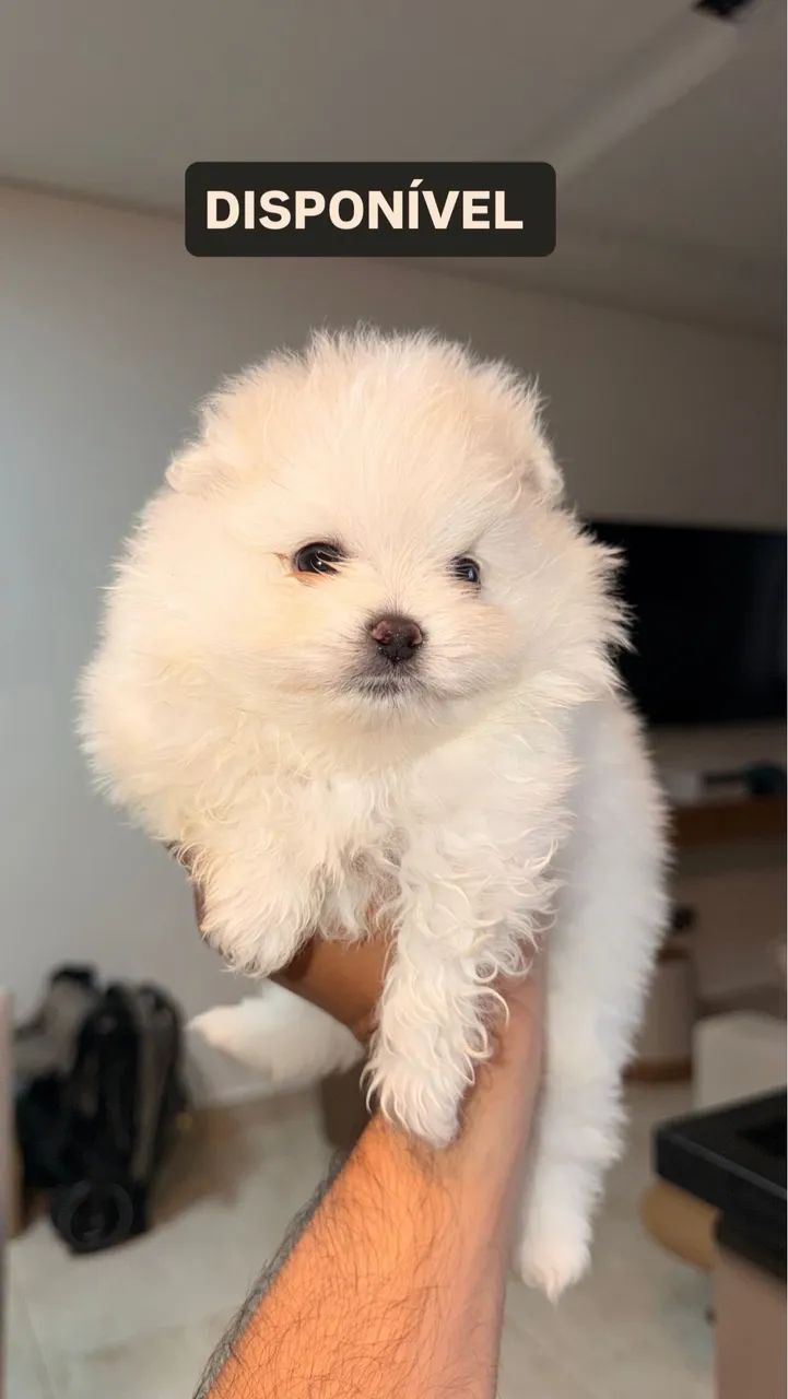 LULU DA POMERANEA  - Foto 3