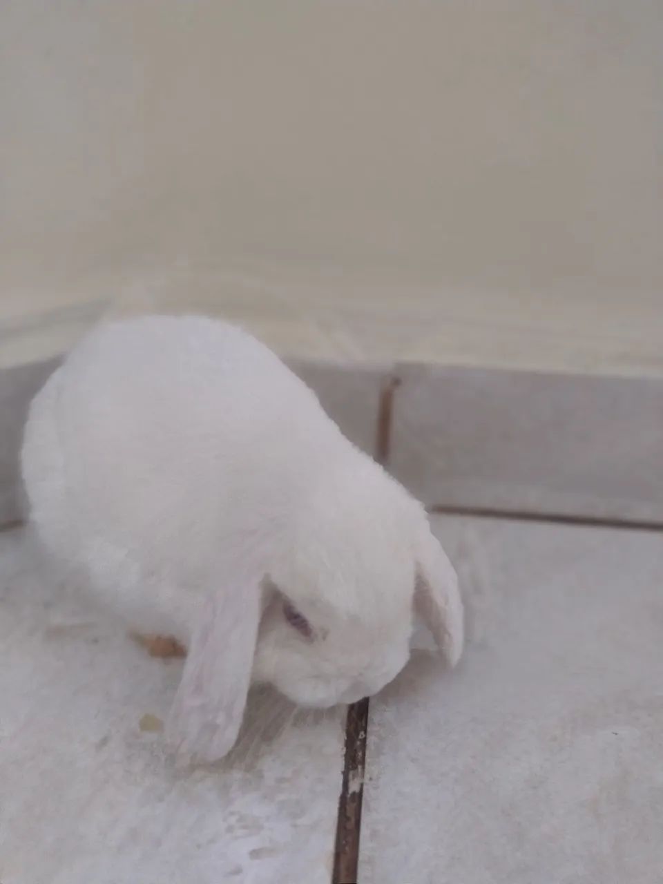 Coelho Mini lop - Foto 2