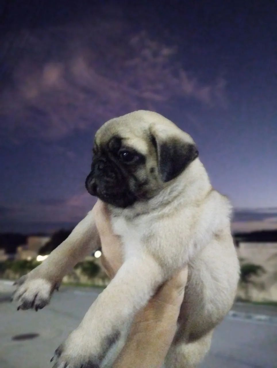 Pug - Foto 5