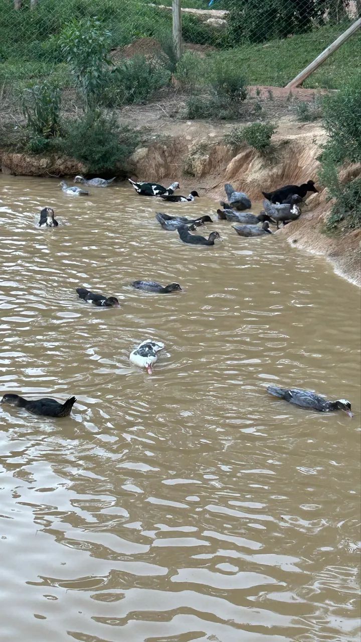 Patos jovens  - Foto 5