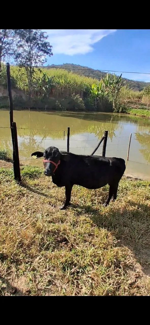 Mini Boi 