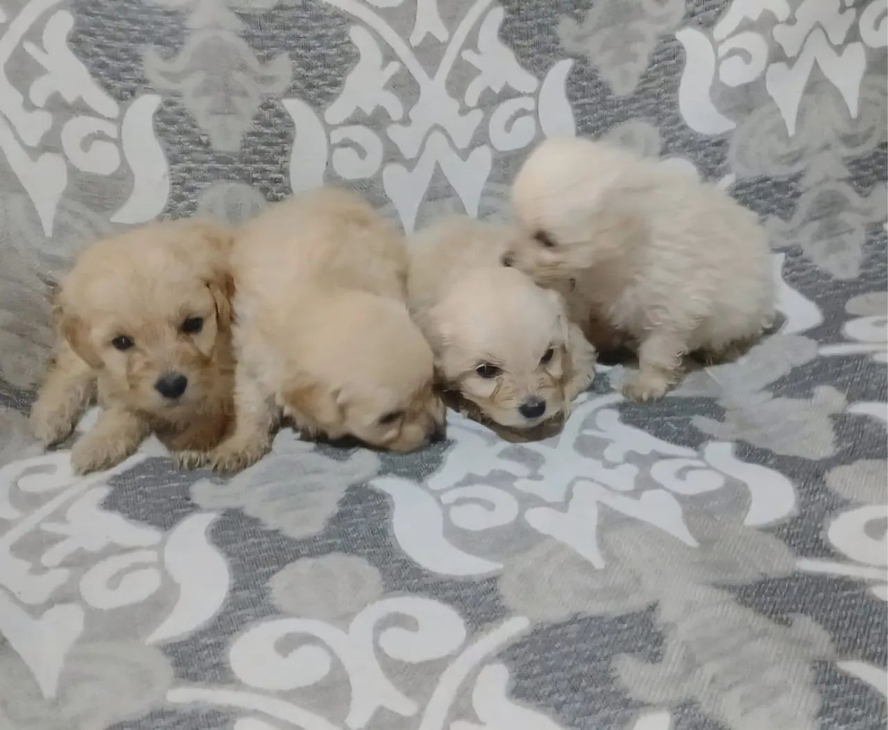 Filhote poodle - Foto 4