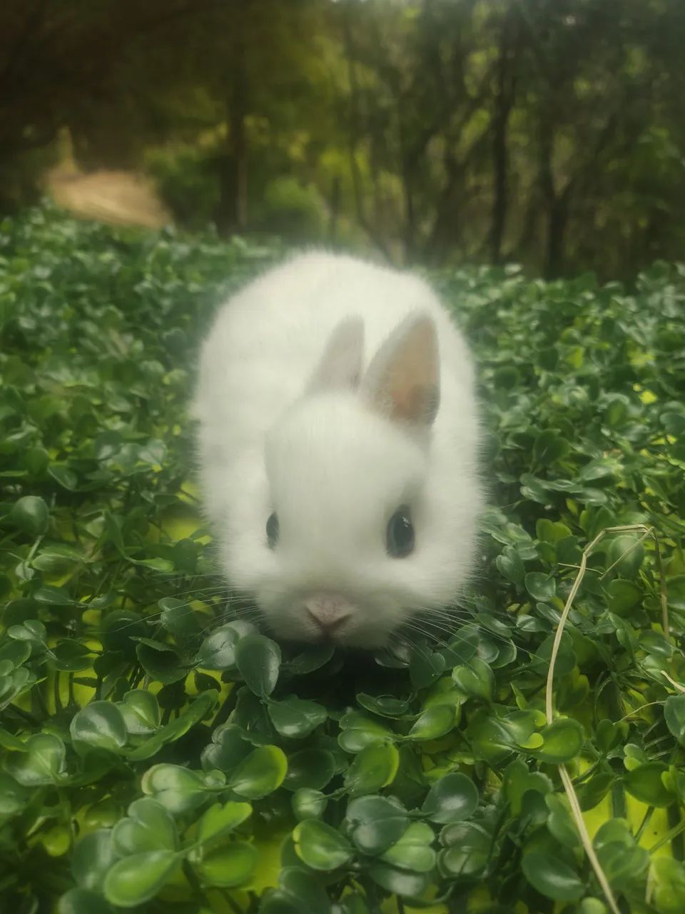 Coelhos 