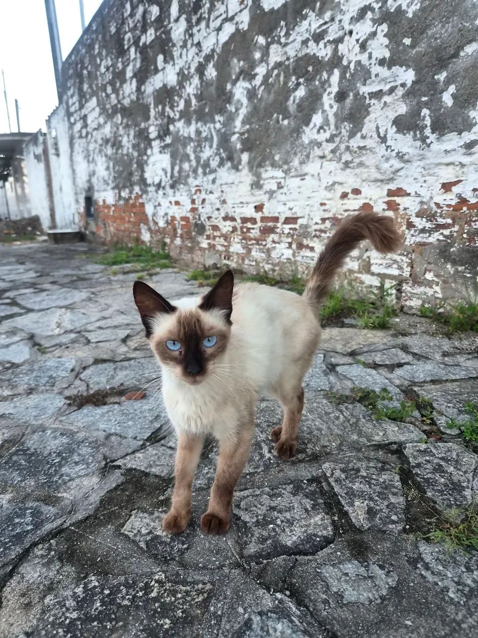 Adoção  - Foto 4