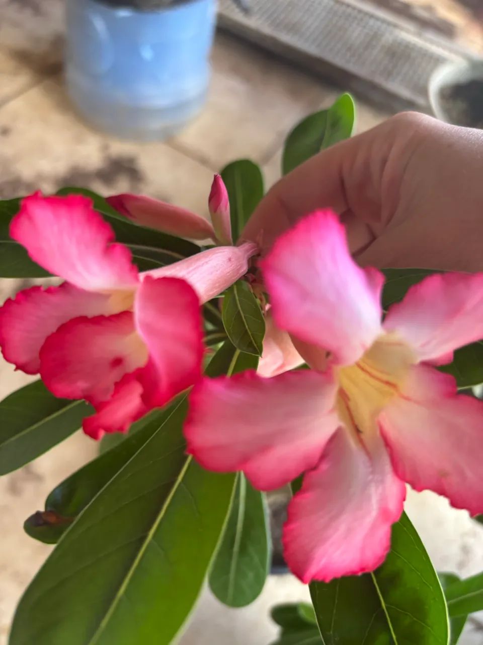 Rosa do deserto - Foto 3