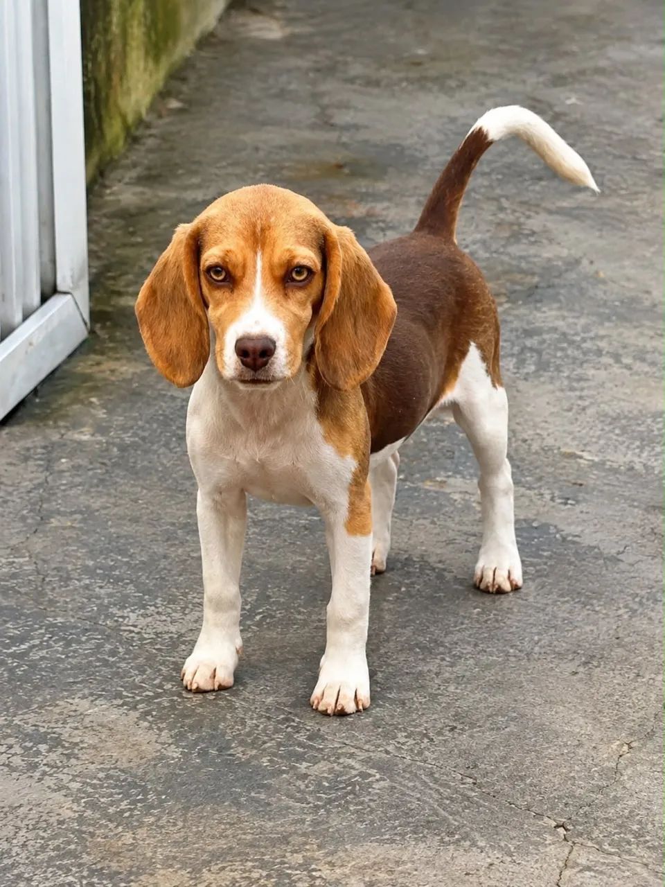 MINI BEAGLE RED 13 POLEGADAS - Foto 5