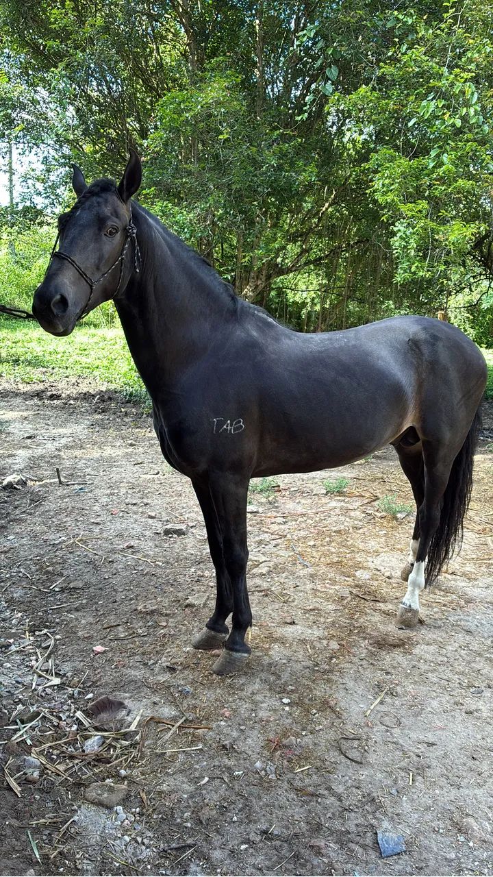 Cavalo garanhão mangalarga marchador 